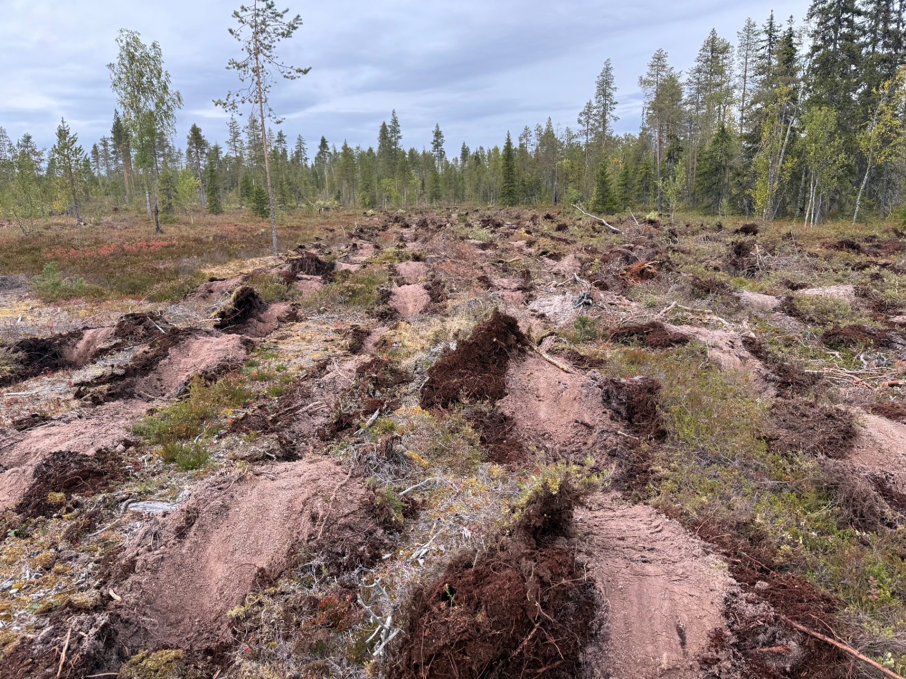 Bracke - jatkuvatoiminen laikkumätästys loistavaa jälkeä uudistusalalla