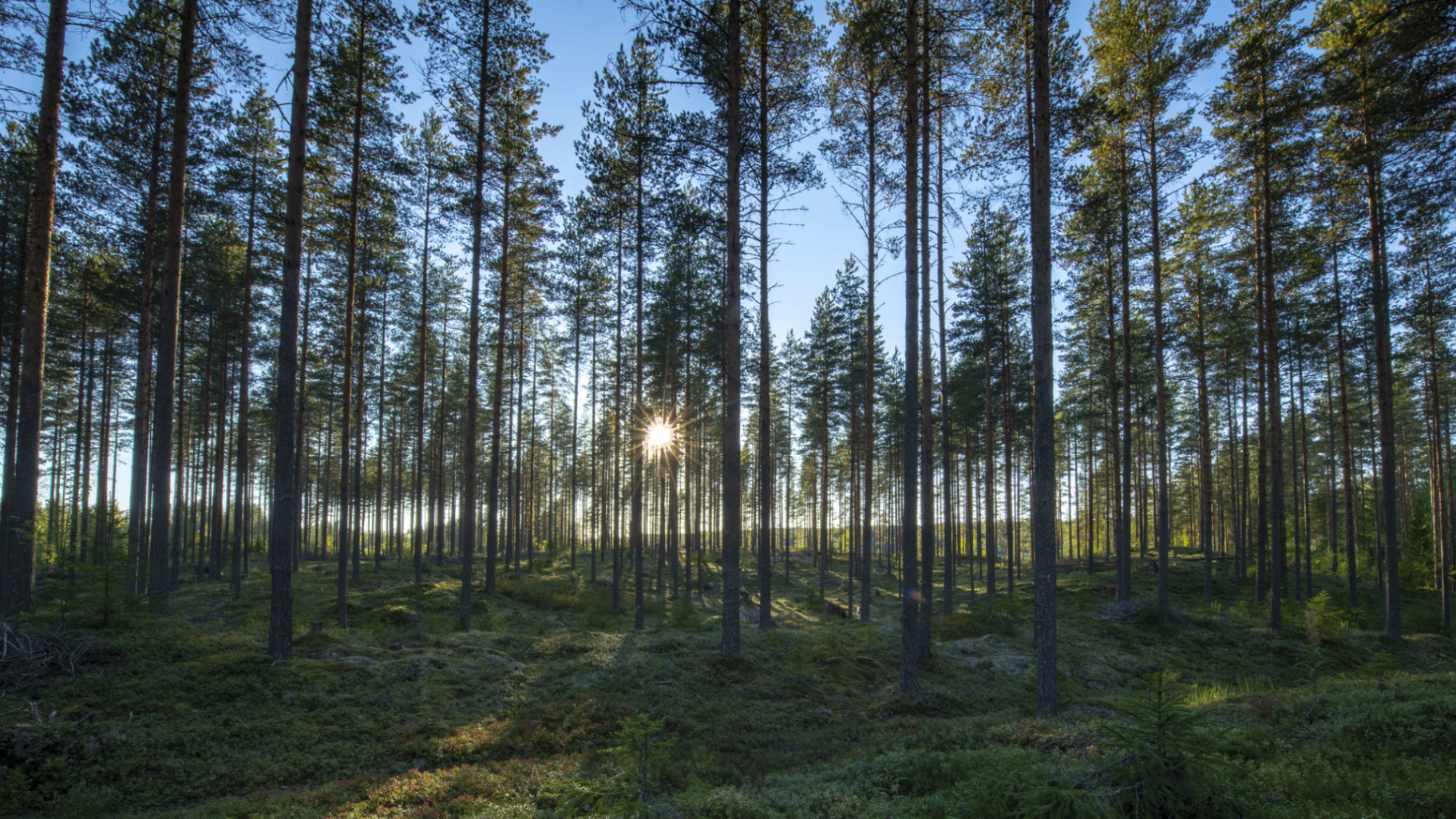 Suomalainen mäntymetsä